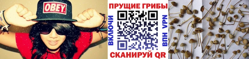 где продают наркотики  Шахты  Псилоцибиновые грибы Psilocybe 